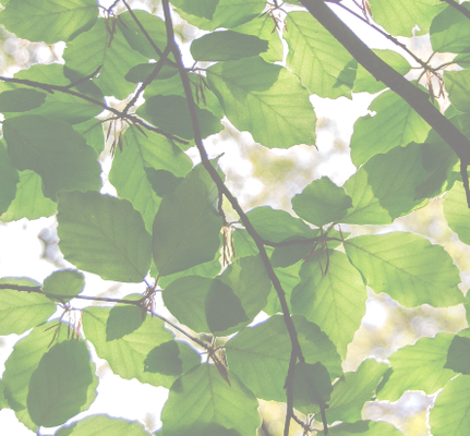 Sky and sunlight through green leaves on a tree branch.